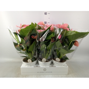 Anthurium andr. 'Pink Champion'