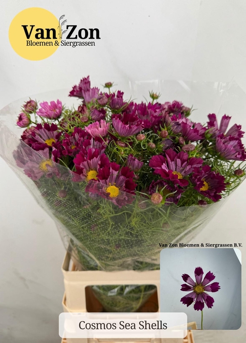 <h4>COSMOS BIPINNATUS</h4>