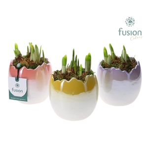 Pot keramiek Ei Pasen 3 kleuren met Narcis