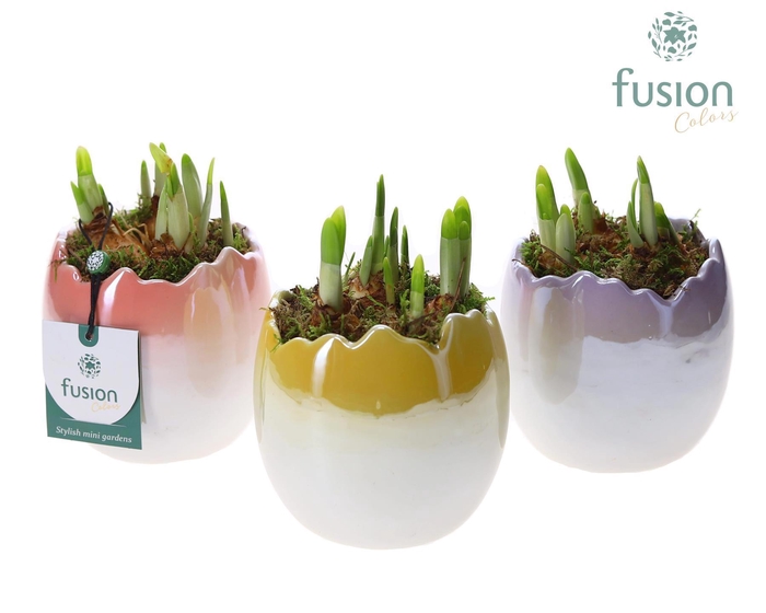 <h4>Pot keramiek Ei Pasen 3 kleuren met Narcis</h4>