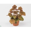 Heuchera Creme Brulee