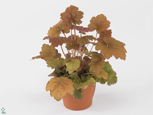 Heuchera Creme Brulee