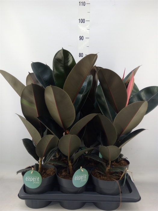 <h4>Ficus elastica 'Abidjan'</h4>