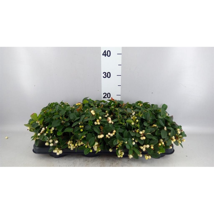 <h4>Gaultheria proc. 'Ciao Bella Whte'</h4>