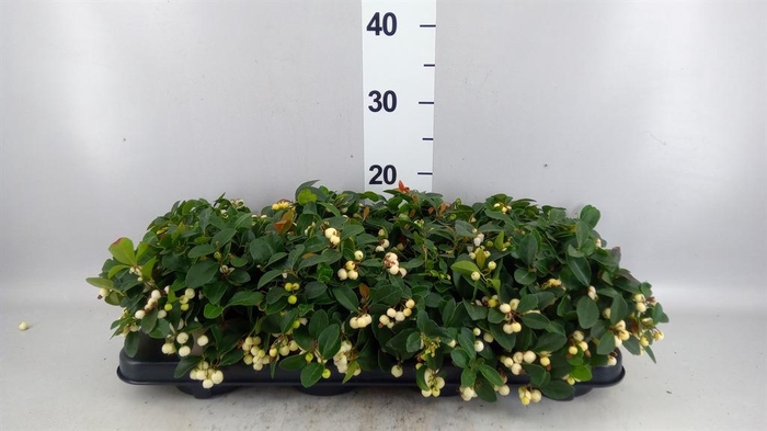 Gaultheria proc. 'Ciao Bella Whte'