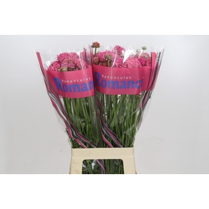 Ranunculus Poodle Ramlia