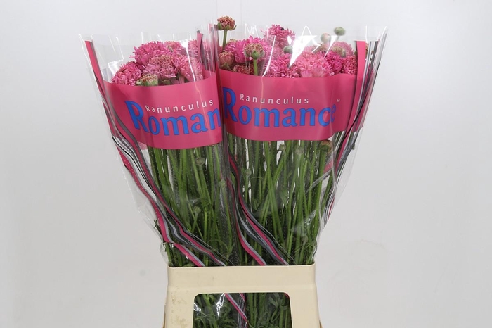 <h4>Ranunculus Romance Poodle Ramlia</h4>