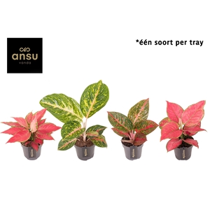 Aglaonema Red Surprise Tray