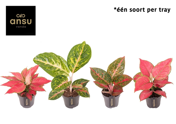 <h4>Aglaonema Red Surprise Tray</h4>