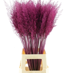 Calamagrostis Brachy Cerise