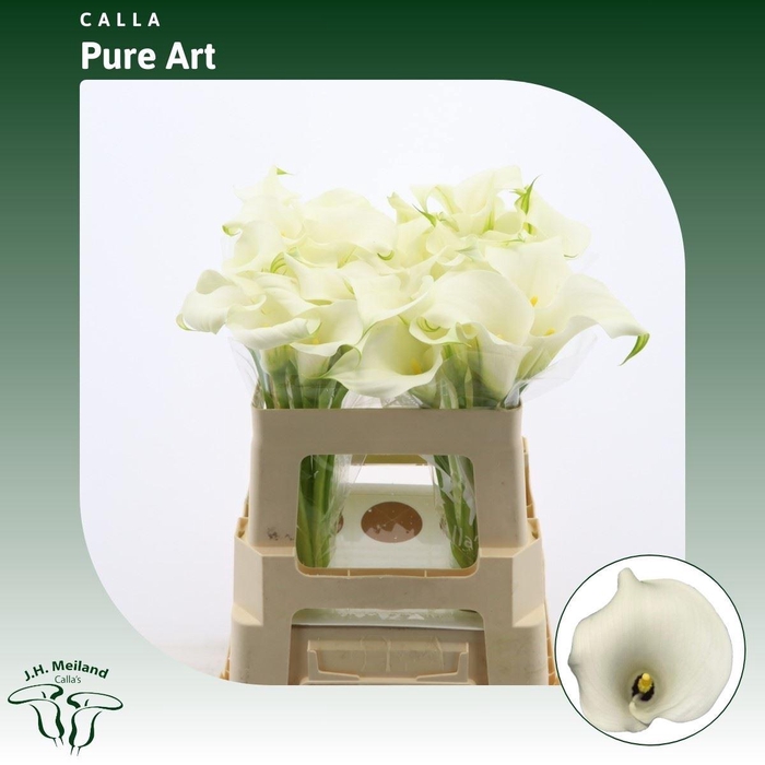 <h4>Calla Pure Art</h4>