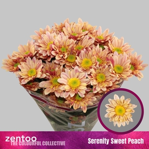 CHR T SERENITY SWEET PEACH