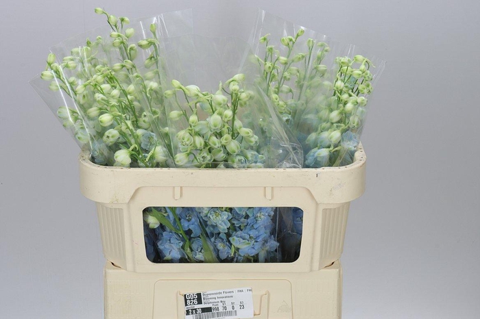 <h4>Delph El Dewi Boy</h4>