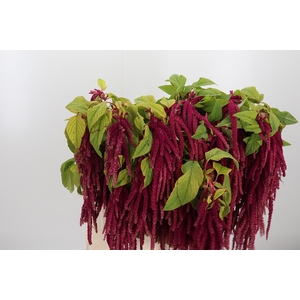 Amaranthus Hang Rood