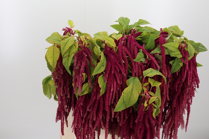 Amaranthus Hang Rood