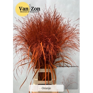 Panicum Klb Oranje 95 Cm