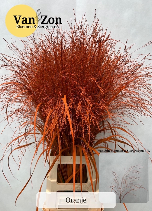 <h4>Panicum Klb Oranje 95 Cm</h4>