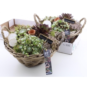ARR SEMPERVIVUM