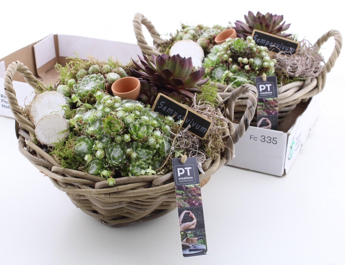<h4>ARR SEMPERVIVUM</h4>