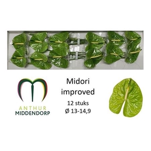 Anth A Midori Imp