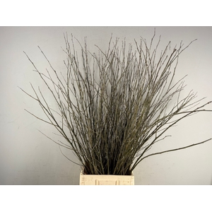 CORNUS ABEEL