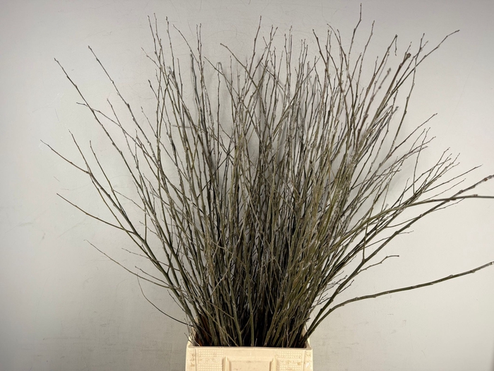 <h4>CORNUS ABEEL</h4>