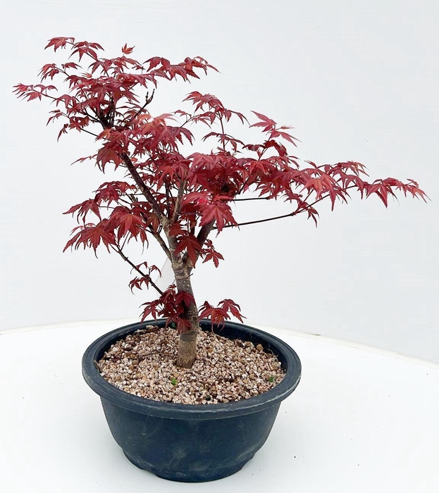 <h4>Acer palmatum 'Deshojo', in 20 cm. trainingspot.</h4>