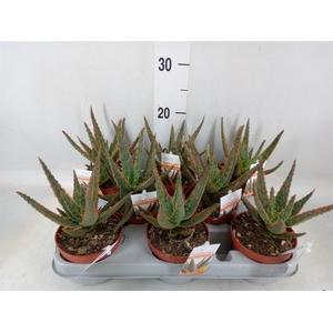 Aloe   ...