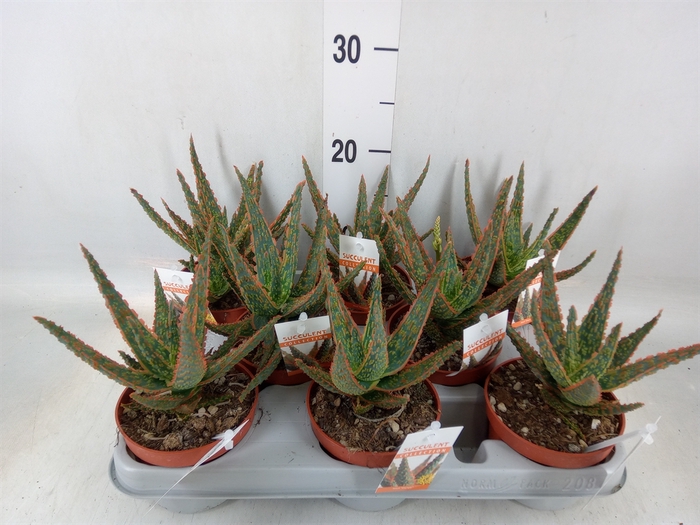 <h4>Aloe   ...</h4>