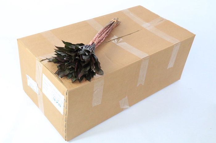 <h4>Dracaena Purple Compacta</h4>