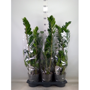 Zamioculcas zamiifolia
