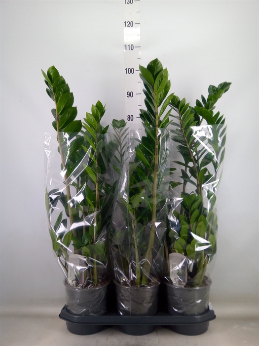 <h4>Zamioculcas zamiifolia</h4>