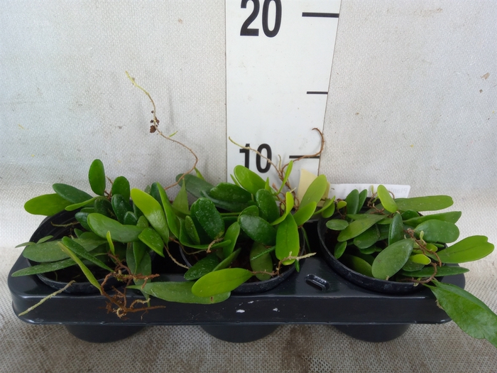 <h4>Planten   ... L%</h4>