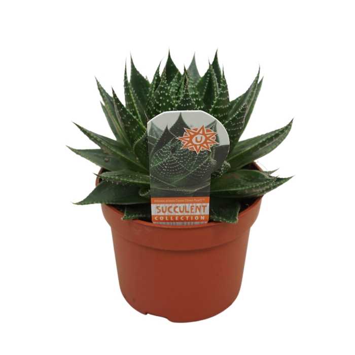 <h4>Aloe aristata 'Cosmo'</h4>