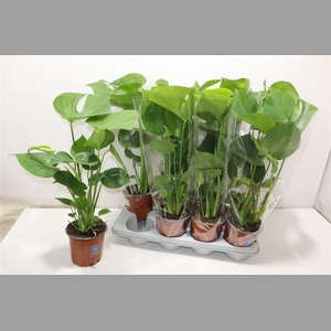 Monstera Deliciosa