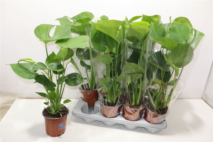 <h4>Monstera Deliciosa</h4>