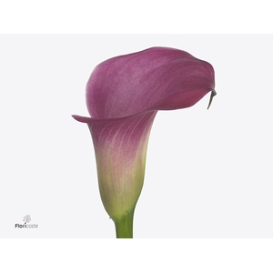 Calla Fantasia | Heavy Quality