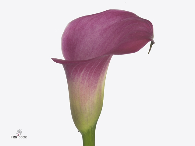 <h4>Calla Fantasia</h4>