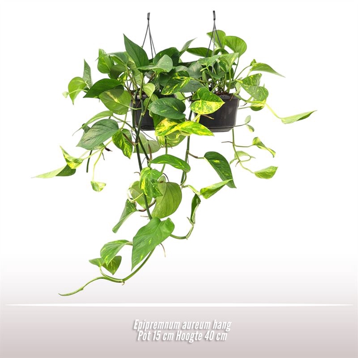 <h4>Epipremnum aureum hang</h4>