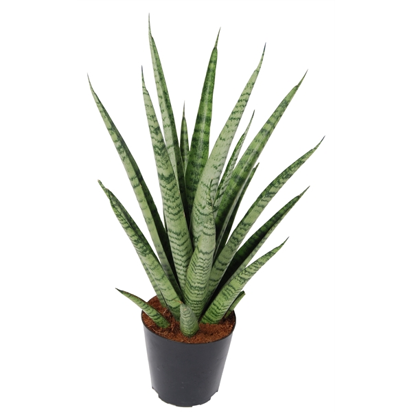 <h4>Sansevieria 'trifciata' Pineapple P12</h4>
