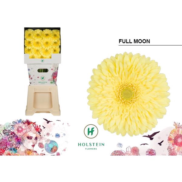 <h4>Ge Gr Full Moon Diamond Holstein</h4>