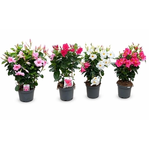 Dipladenia rek Specials, veel soorten!