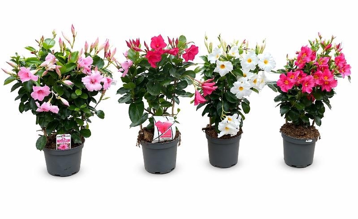 <h4>Dipladenia rek Specials, veel soorten!</h4>