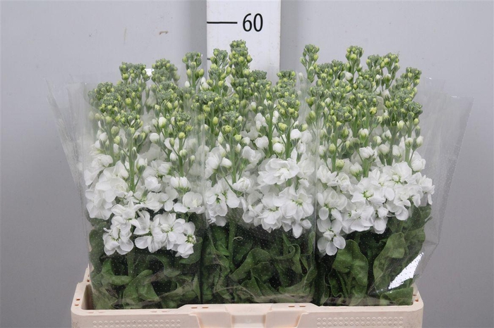 <h4>Matth Aida White</h4>