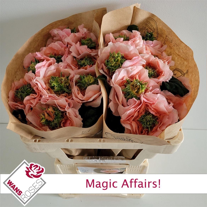 <h4>Rosa a grande fleur Magic Affairs!</h4>