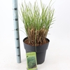Miscanthus sinensis Gracillimus
