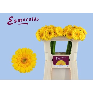 GE MI ASMARA