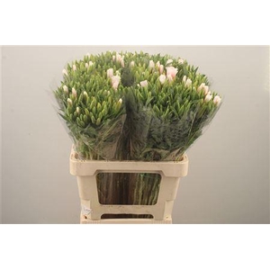 Clarkia Am Gr Rose Pink