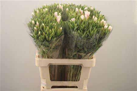 <h4>Clarkia Am Gr Rose Pink</h4>