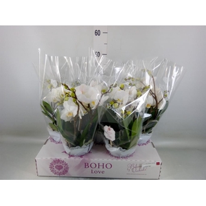 Phalaenopsis   ...white